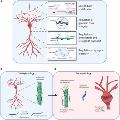 Understanding the Pathophysiological Actions of Tau Oligomers: A Critical Review of Current Electrophysiological Approaches